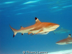 Black tip shark in the Tuamoutus, French Polynesia by Thierry Lannoy 